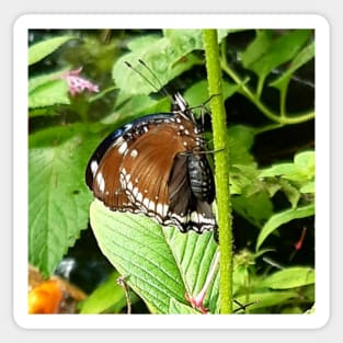 Mocha chocolate butterfly Sticker
